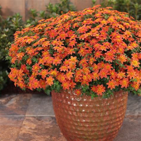 types  orange flowers   garden proven winners