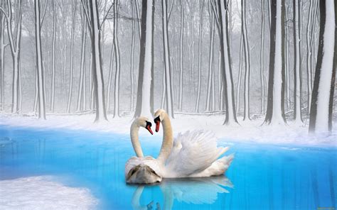 birds wallpaper hd swans river trees winter snow wallpaperscom