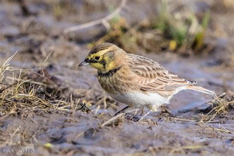 streaked horned larks  broughton beach portland  fm forums