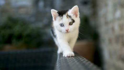 cute white cat laptop hd hd  wallpapersimagesbackgrounds