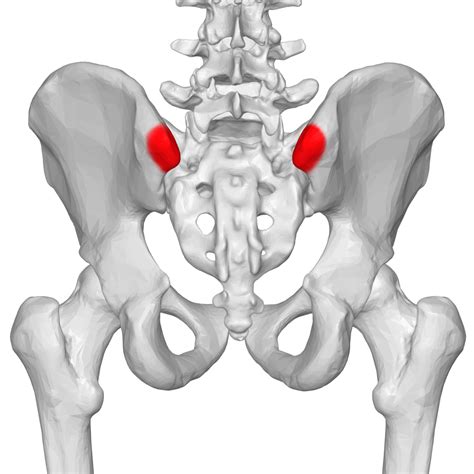 ligamentos de la espina iliaca posterosuperior