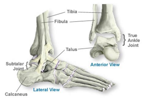 facts  ankle sprains hubpages