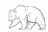 Bear Drawing Line Grizzly Getdrawings sketch template