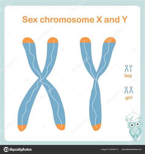 Picture Of Sex Chromosomes – Telegraph