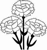 Carnation Cravos Carnations Liberdade Experiment Relacionada Leaping Clipground Pngkey sketch template