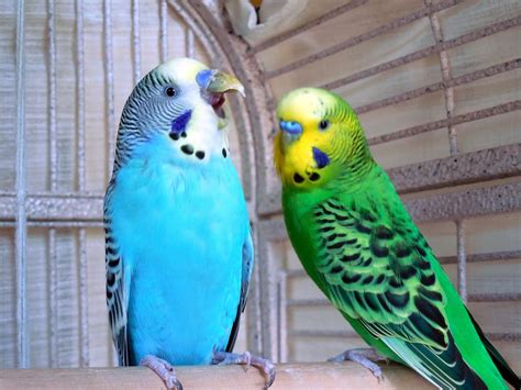 photo parakeets bird birds flight   jooinn