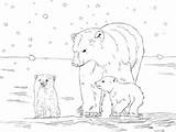 Orso Colorare Polare Cuccioli Polar Orsi Disegni Polari Cubs sketch template