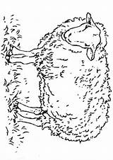 Sheep Coloring Pages Coloring4free Realistic Related Posts sketch template