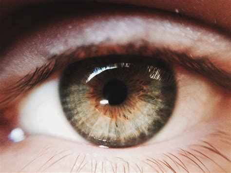 evolution  eye color  humans