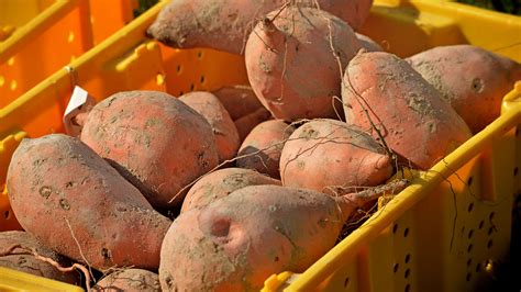 nc state team finds solution for sweetpotato problem