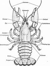 Crayfish Labeled Lobster Dissection Dorsal Biological Experiments Cephalothorax Abdomen Conversations Vocabulary Flashcards sketch template