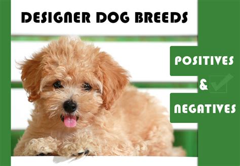 designer dog breeds positives  negatives