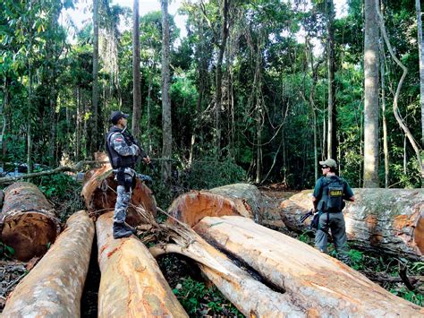 brazils deforestation rates    rise