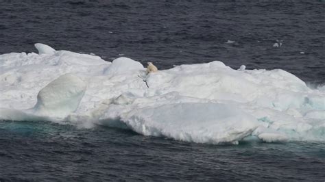 polar bear  iceberg youtube