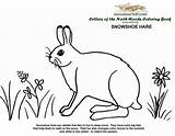 Hare Snowshoe Lynx sketch template