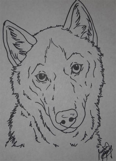 husky coloring page  canis simensis  deviantart