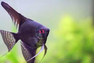 Fish Species n.2 Angelfish (Pterophyllum leopoldi) Feast Your Eyes