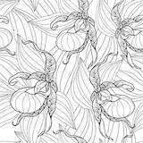 Calceolus Cypripedium Orchid Slipper Leaves Lady Background Vector Ornate Isolated Coloring Flowers Book Stock Seamless Outline Pattern Illustration sketch template