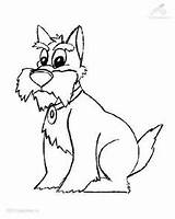 Schnauzer Coloring Pages Getcolorings Miniature Printable sketch template
