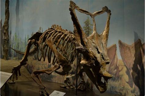 dinosaur frills and horns did not evolve for species recognition