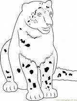 Leopard Coloring Snow Cute Pages Coloringpages101 Printable Kids Animals Color Online sketch template