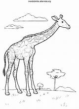 Giraffa Giraffe Colorare Animali Savannah Animals Disegni Coloradisegni Pages2color Mondo sketch template