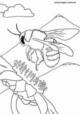 Hummel Malvorlage Malvorlagen Insekten Ausmalbild Ausmalbilder öffnet Bildes Setzt Anklicken Durch sketch template
