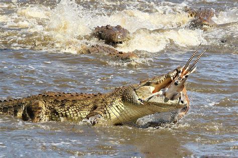 nile crocodile ambushes  takes   unsuspecting thomsons gazelle  ate  meal