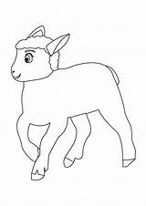 Lamb Spring Coloring Pages Easter Index Print sketch template