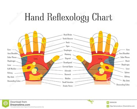 hand reflexology chart description vector illustration cartoondealer