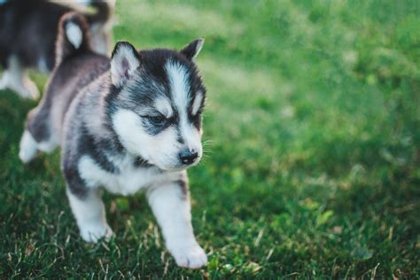 baby husky  answers   essential questions  husky puppies
