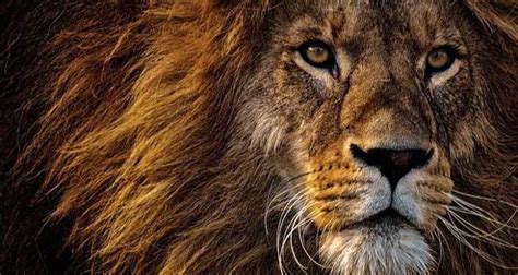 interesting facts   black mane lion kickassfacts