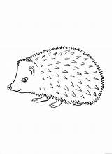 Hedgehog Coloring Pages Porcupine Printable Kids Sheets Porcupines Animal Baby Coloring4free 2021 Colour A4 Animals Color Print Line Size Coloringbay sketch template