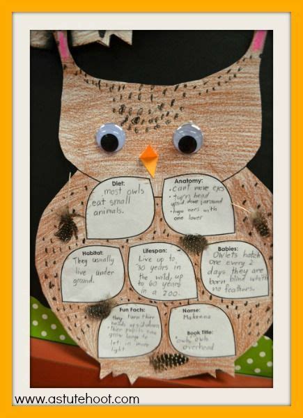 informational text   hoot year  classroom owl theme classroom