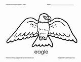 Eagle Coloring Preschool Worksheet Animal Reviewed Curated Pre sketch template