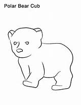 Bear Polar Drawing Coloring Pages Cute Step Easy Cub Baby Cartoon Grizzly Drawings Little Color Getdrawings Getcolorings Printable Paintingvalley sketch template