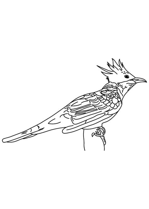 chestnut winged cuckoo bird coloring pages coloring sky bird coloring