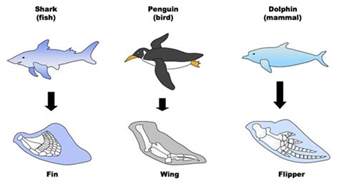 Analogous structures examples