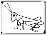 Grasshopper Coloring Pages Cricket Insect Cartoon Kids Sheets Template sketch template