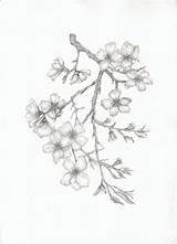 Blossom Almond Tree Sketch Flower Branch Pencil Cherry Drawing Tattoo Drawings Elaine Thompson Painting Blossoms Flowers Sketches Tattoos Back Paintings sketch template