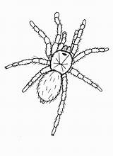 Tarantula Coloring Pages Spider Clipart Drawing Roberto Architect Insect Library sketch template