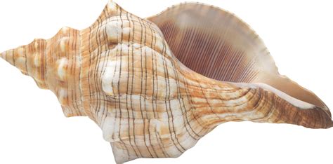 seashell png transparent image  size xpx