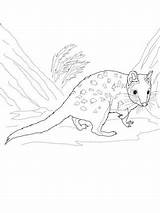Coloring Quokka Quoll Eastern Mammals sketch template
