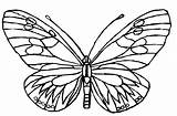 Butterfly Coloring Pages Color Printable Butterflies Animals Print Big Small Rainforest Sheets Disney Template Imprimer Colouring Drawing Cycle Drawings Own sketch template