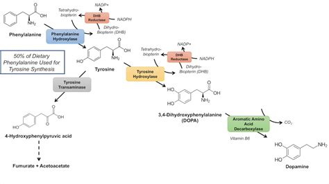 catecholamine biosynthesis pathway youtube