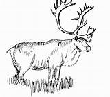 Coloring Pages Caribou Realistic Animal Elk Color Reindeer Animals Printable Print Drawings Rocky Deer Bull Clipart Kids Mountain Adult Line sketch template