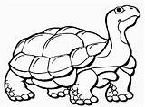 Tortoise Coloring Pages Kids Clipart Desert Color Cartoon Gopher Snapping Colour Turtle Drawing Animal Cliparts Galapagos Cute Adults Related Printable sketch template