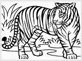 Mewarnai Harimau sketch template