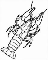 Lobster Coloringbay Crayfish sketch template