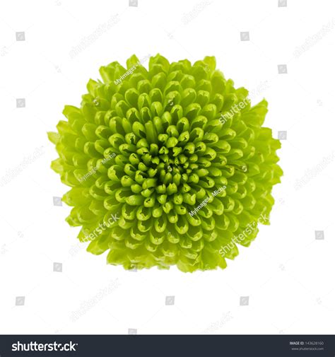 small green flower isolated  white stock photo  shutterstock